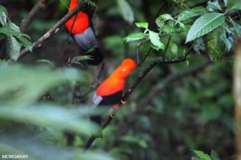 Andean cock of the rock bird in Manu. Photo by Rhett A. Butler.