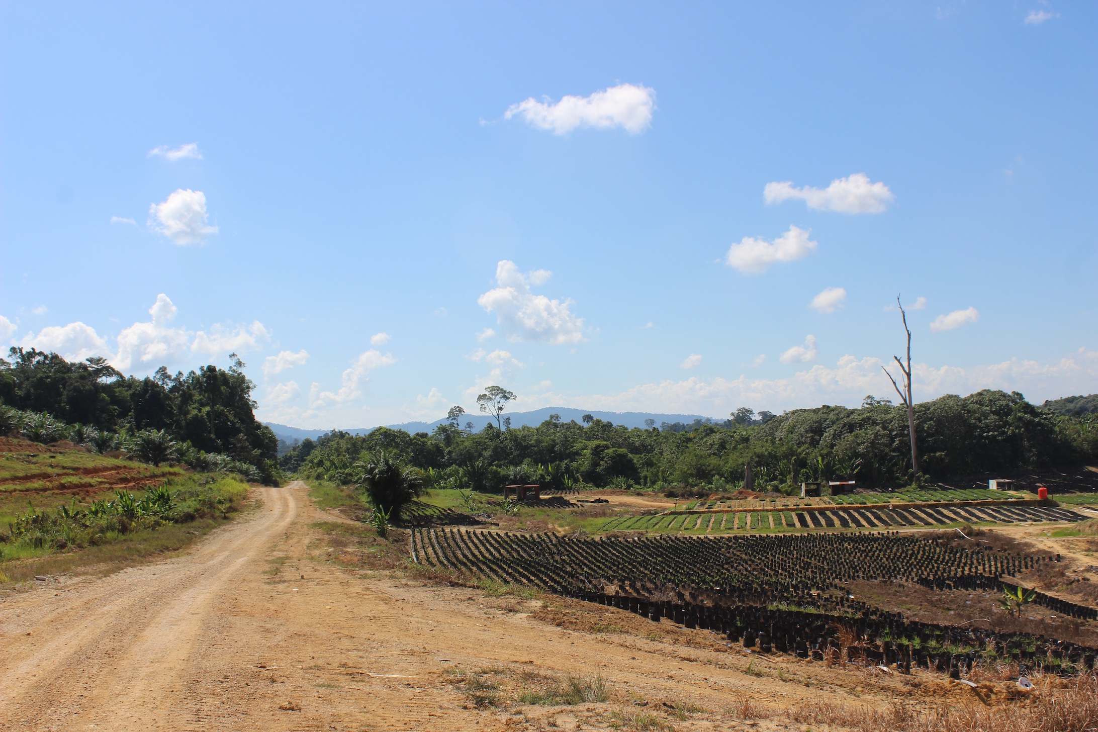 Pembibitan sawit di Mahakam Ulu. Foto: Basten Gokkon/ Mongabay