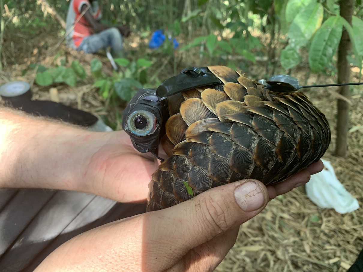 Video: Pango-Cam offers amazing and unique view of pangolin behavior Video: Pango-Cam offers amazing and unique view of pangolin behavior