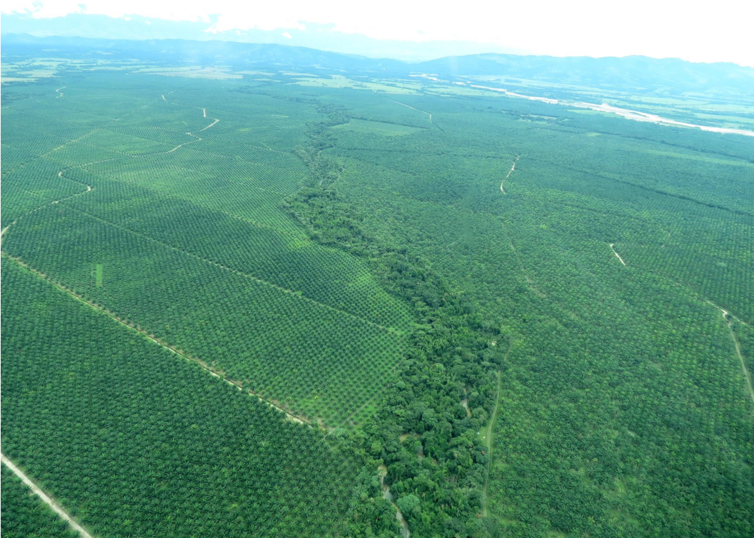 Vista aérea de una plantación monocultivo de palma aceitera en Colombia. Imagen cortesía de Lain Pardo.