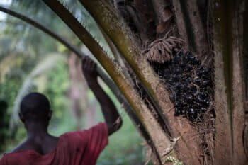 Silhouette of man standing by oil palm tree on a plantation still belonging to local residents in Malen Chiefdom in Pujehun district of Sierra Leone, West Africa.