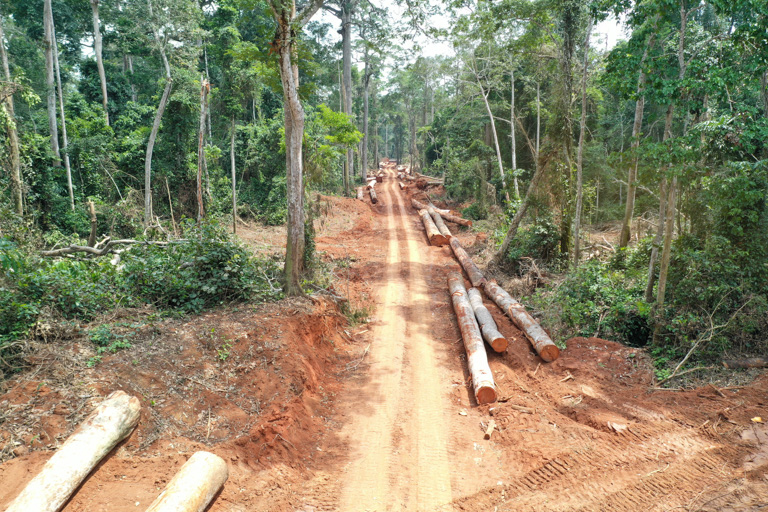 A logging road cuts through a forest in Central Africa. Image courtesy of WCS.