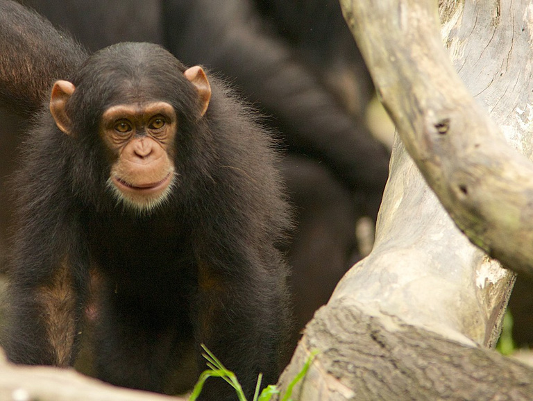 Chimpanzees build their nests closer to the ground in logged forests, the study found. Image by via Wikimedia Commons (CC BY 2.0).