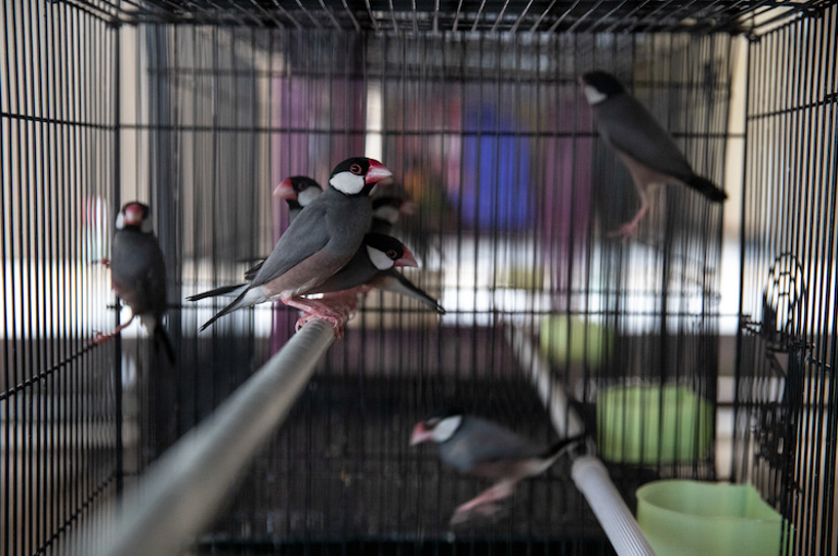 Java sparrows for sale at a bird market in Purwokerto, Java, Indonesia. Image by Gabby Salazar.