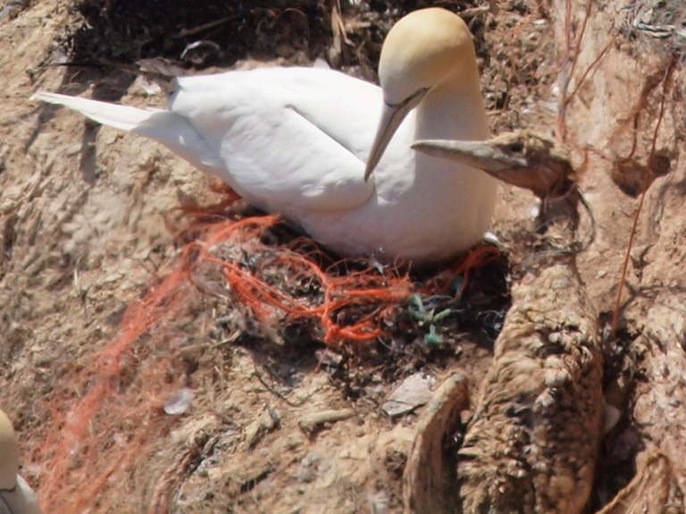 Gannets trapped in a nest of plastic. Image by Engelberger via Wikimedia Commons (CC BY 3.0 (https://creativecommons.org/licenses/by/3.0) https://commons.wikimedia.org/wiki/File:Basstoelpel-Helgoland_(cropped).JPG