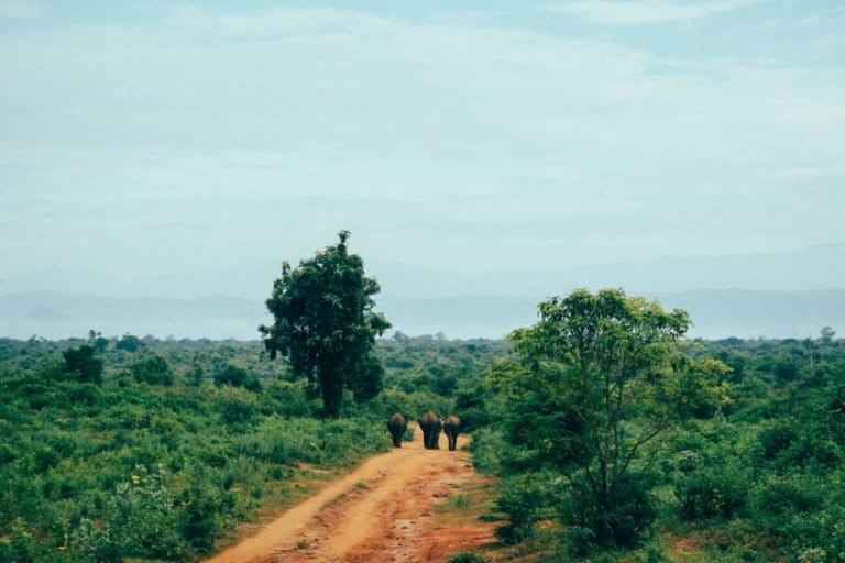 In places like this rural road near Tangalle in the south of Sri Lanka, elephants share space with humans. Image by Sofia C.C. Valladares via Pixabay.