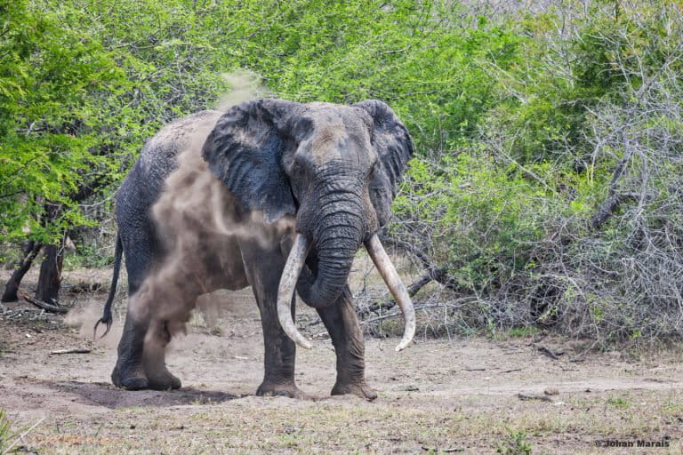 Big tusker in Tembe Elephant Park. Photo courtesy Derek Whalley