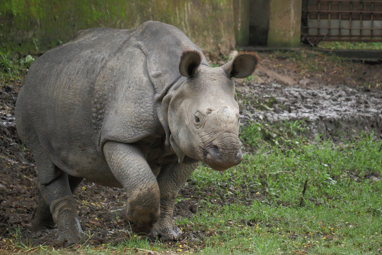 Saving Rhinos (@savingrhinos) / X