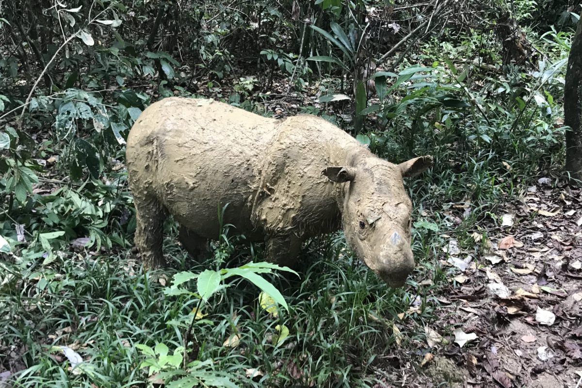 Malaysia’s last Sumatran rhino dies, leaving Indonesia as the final refuge
