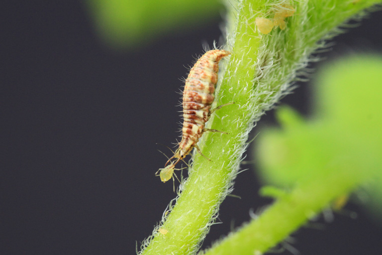 A lacewing larvae predating on aphids on potato plant. Image by Matthias Tschumi/Agroscope.