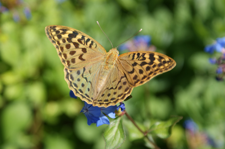 Pictured is an Argynnis paphia female on vegetation. Image by Julia M Schmack/University of Auckland.