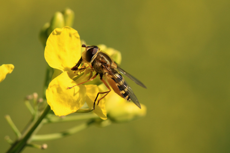 A hoverfly pollinating an oilseed rape flower. Image by Matthias Tschumi/Agroscope.