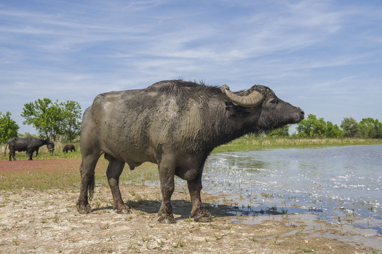 A newly released water buffalo stands on Ermakov Island in the Ukraine. Photo by: Andrey Nekrasov / Rewilding Europe.