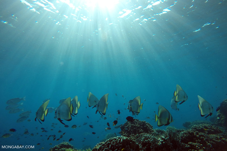 Orbicular batfish in Komodo, Indonesia. Image by Rhett A. Butler/Mongabay.