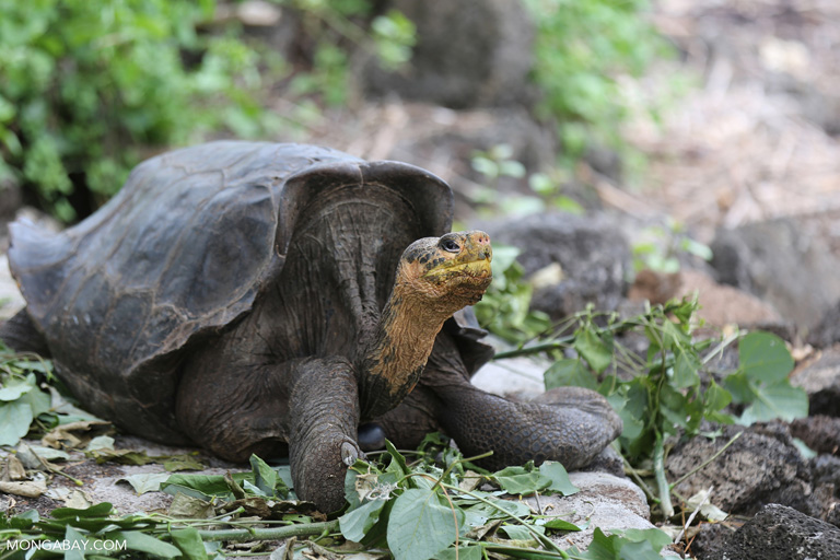 A Galapagos tortoise. Image by Rhett A. Butler/Mongabay.