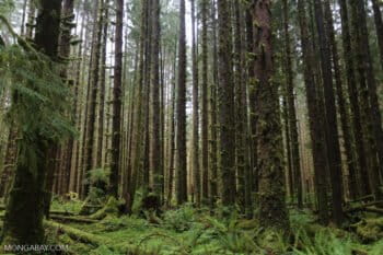 The temperate Hoh rainforest in the U.S. Image by Rhett A. Butler/Mongabay.