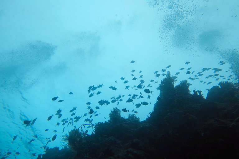 Fish swim near a coral reef. Image by Maria Dornelas.