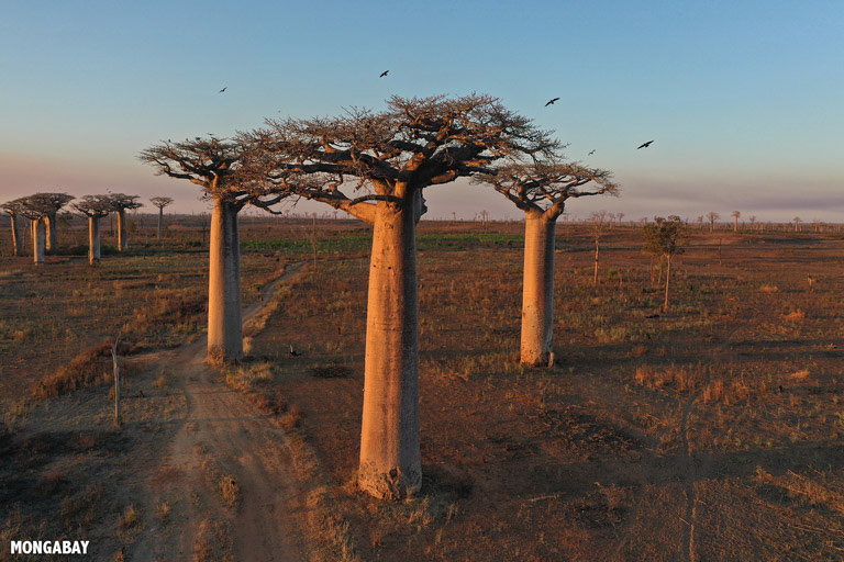 Baobab trees in Madagascar. Image by Rhett A. Butler/Mongabay.