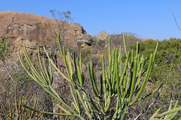 advantage of tourism in madagascar