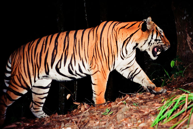 Why a rare 'golden' tiger photographed in India is worrying  conservationists