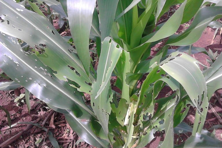 Fall armyworm-afflicted maize in Malawi. Image by Peter Seward via Flickr (CC BY-NC-2.0)