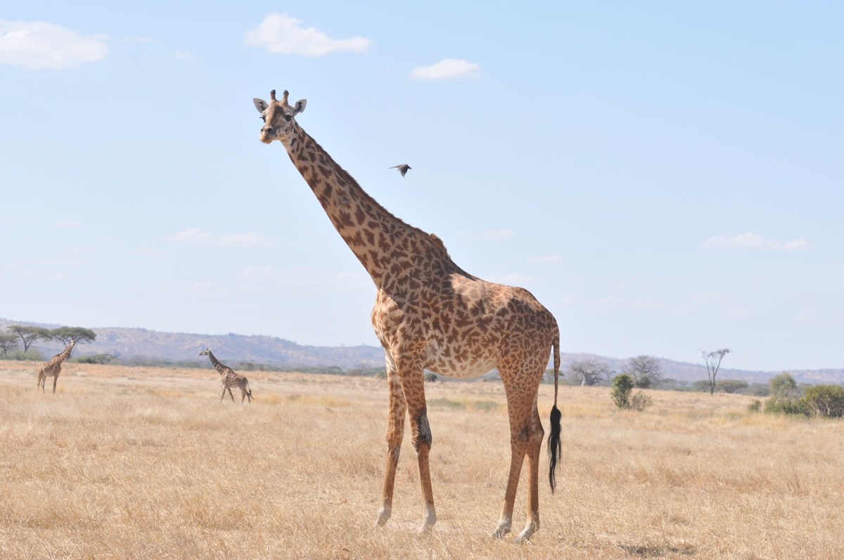 Giraffes are tall than elephants. Жираф. Жираф фото. Жираф дзен. Фото жирафа в природе.