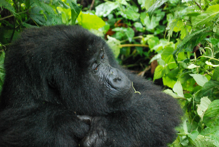 A female gorilla watches over her family. Image by John C. Cannon/Mongabay.