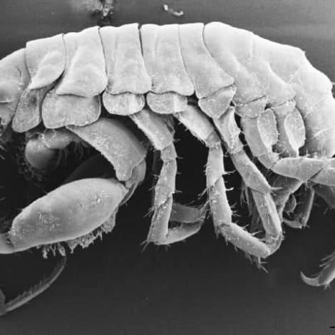 Conservation news on Whale Sharks