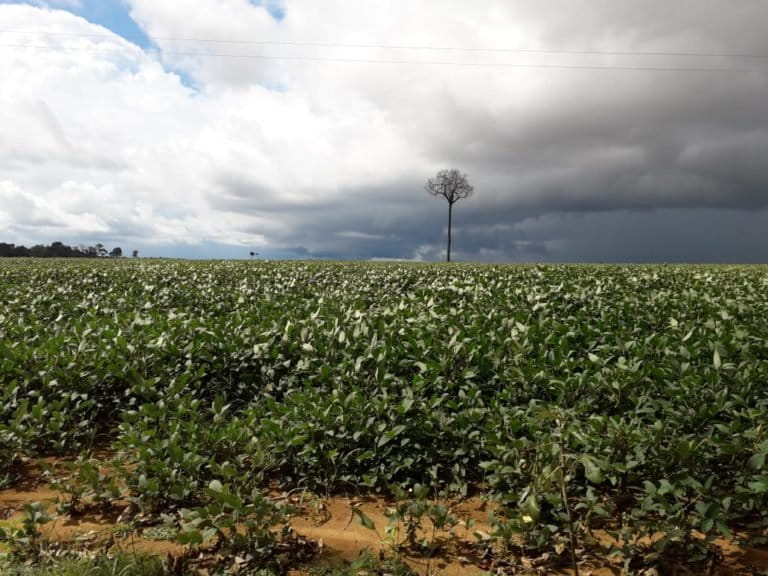 China, EU are importing soybeans from unregistered Brazil farms report