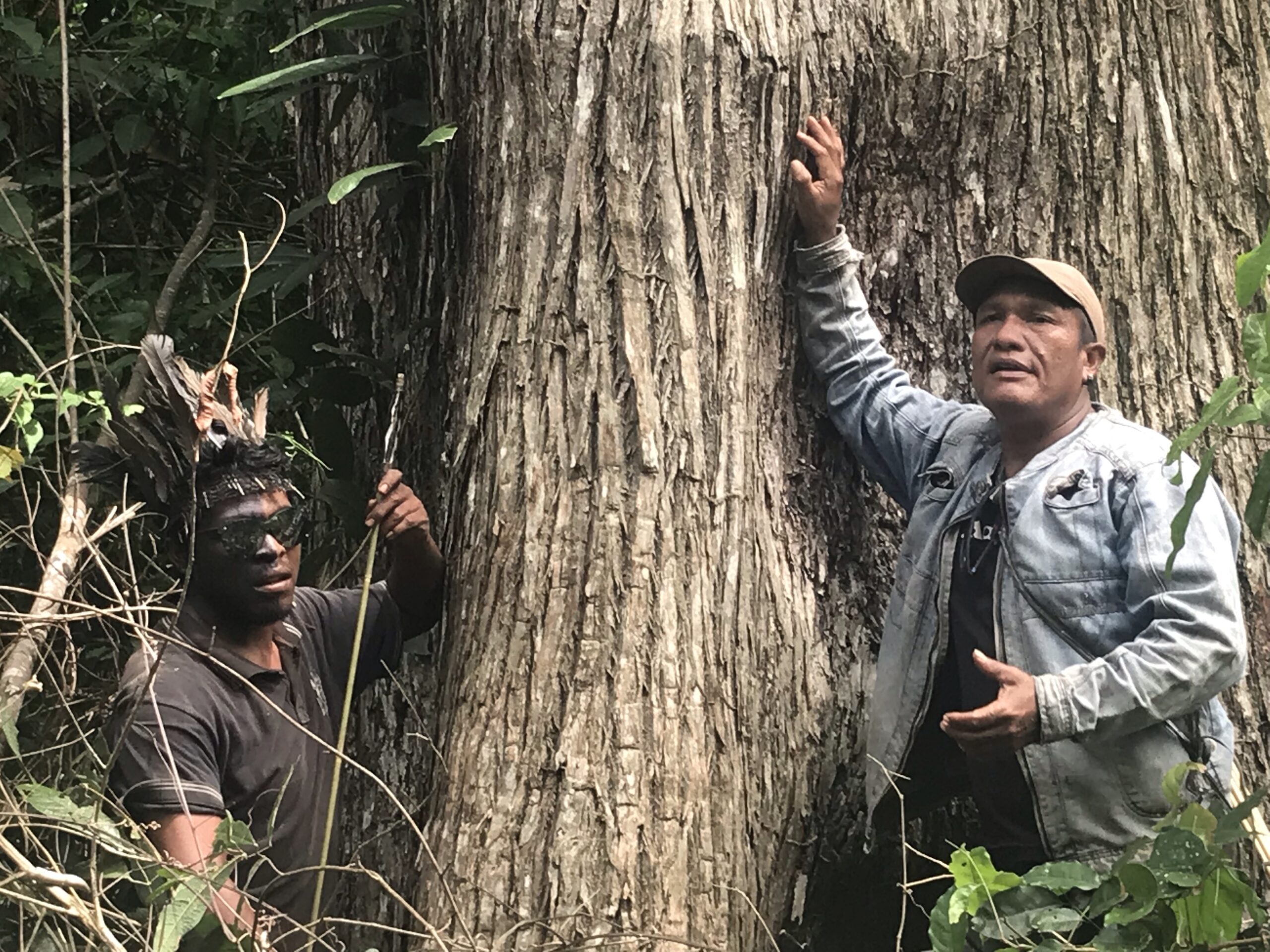 Indigenous leader Paulo Paulino Guajajara, left, and Indigenous chief Olímpio Iwyramu Guajajara, right, both “Guardians of the Forest,” show a tree targeted by loggers in the Arariboia Indigenous Territory, in Brazil’s Maranhão state, on Jan. 31, 2019. Image by Karla Mendes/Mongabay.