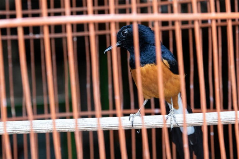 White-rumped shama (Kittacincla malabarica) for sale in a bird market in Yogyakarta, Java, Indonesia. Although only of Least Concern according to IUCN Redlist, this species is so heavily exploited for the cage-bird trade that it has declined to near-extinction in some countries within its range. Photo credit: Gabby Salazar