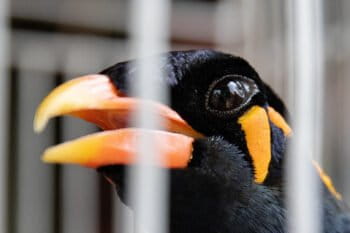 Hill Myna, Gracula religiosa, for sale in a bird market, Java, Indonesia. photo credit: Gabby Salazar