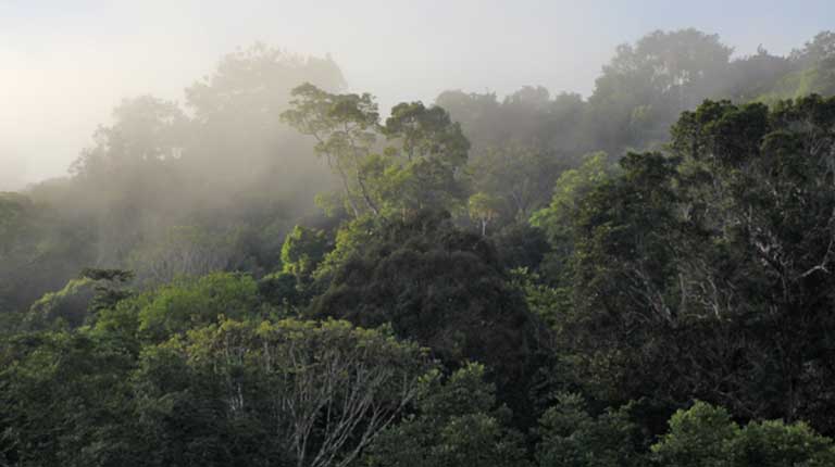 LIDAR technology leads Brazilian team to 30 story tall Amazon tree