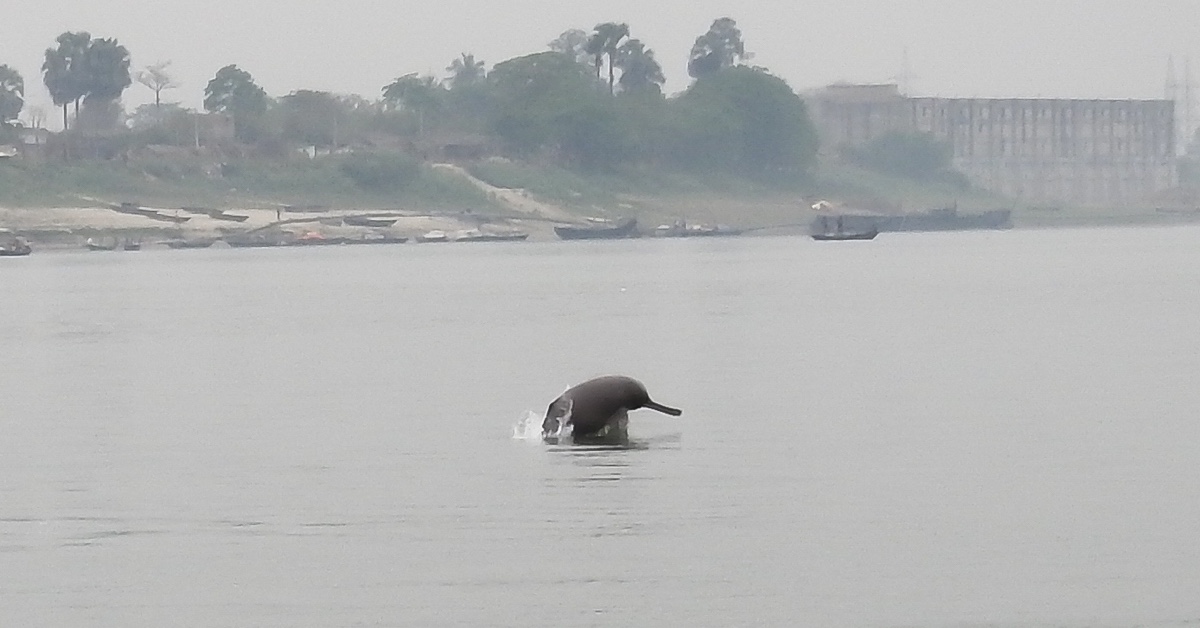 Climate change threatens dolphin habitats in Ganga