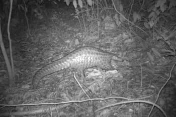 Camera trap image of a pangolin foraging at night in South Sudan. Credit: Bucknell University/Fauna and Flora International