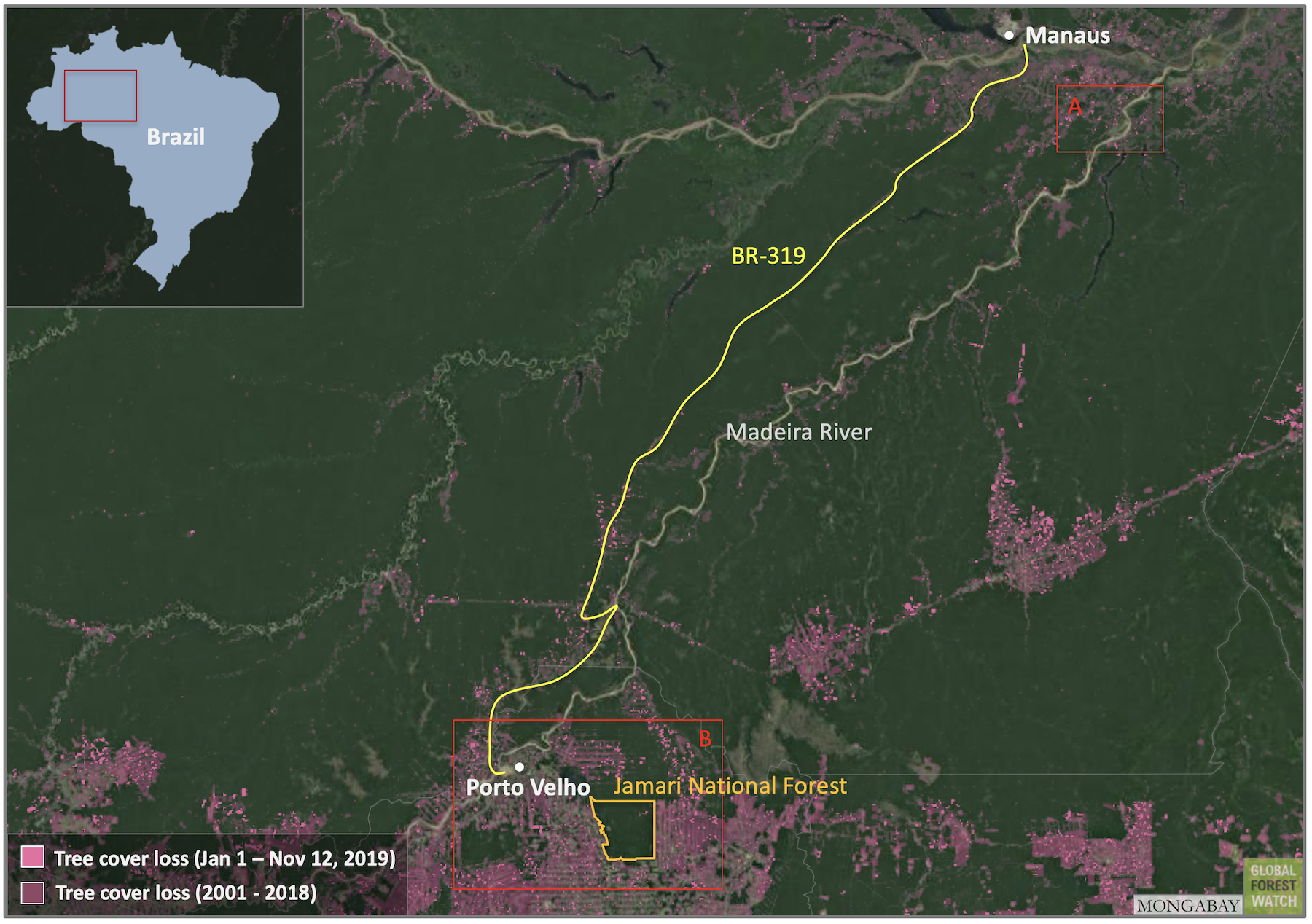 Amazonian tree with human-sized leaves finally gets ID’d as new species