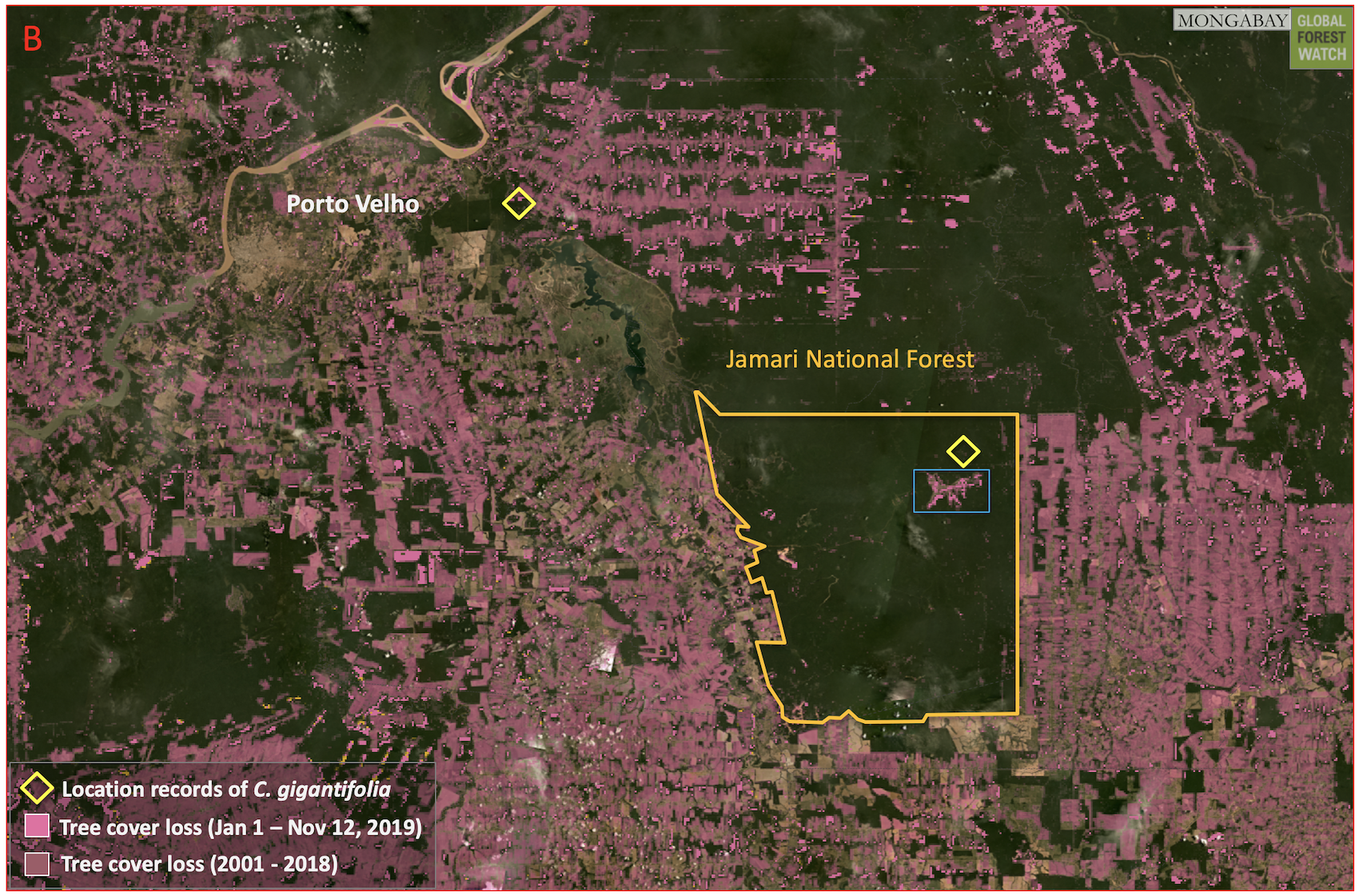 Amazonian tree with human-sized leaves finally gets ID’d as new species