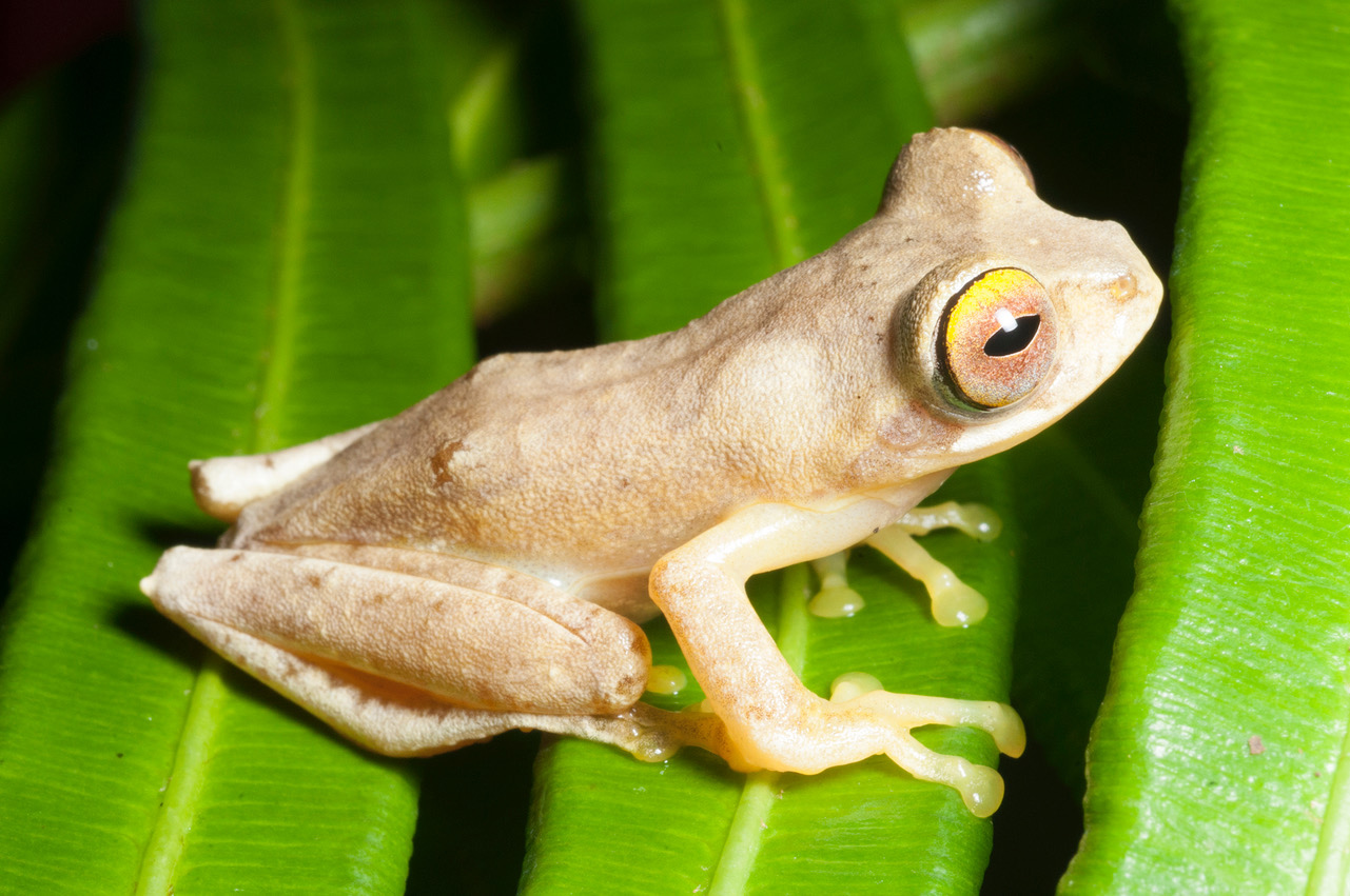 Rapid Genetic Test Traces Spread Of Fungus That Kills Frogs Reveals New Strain In Southeast Asia