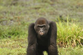 A yaws-infected adult gorilla with red lesions mainly located on its face. Photo by Céline Genton/Université de Rennes 1