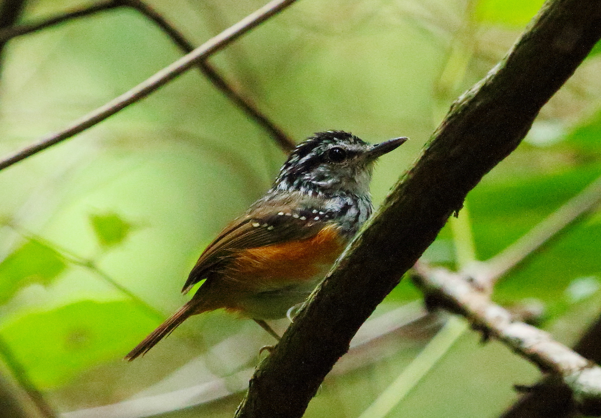 https://imgs.mongabay.com/wp-content/uploads/sites/20/2019/11/25135433/Hypocnemis_cantator_-_Guianan_warbling_antbird.jpg