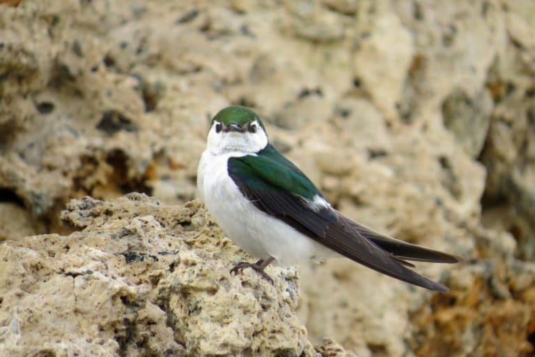 Small insect-eating birds, such as the violet-green swallow, have not declined as severely as larger meat-eating birds. However, future warming may further increase water demands and put more species at risk of collapse. Photo by Sean Peterson