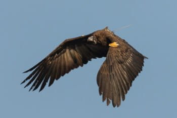 Hooded vulture. Image courtesy John Davies/EWT