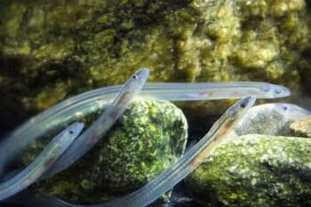Glass eels are a juvenile form of the European eel (Anguilla anguilla), a species that undergoes an incredible 10,000 kilometer (6,200 mile) migration. Photo courtesy of Alessandro Cresci.