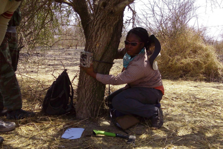 Nyeema Harris and her crew deployed motion-detecting cameras throughout their study site in West Africa. Credit: University of Michigan Applied Wildlife Ecology Lab