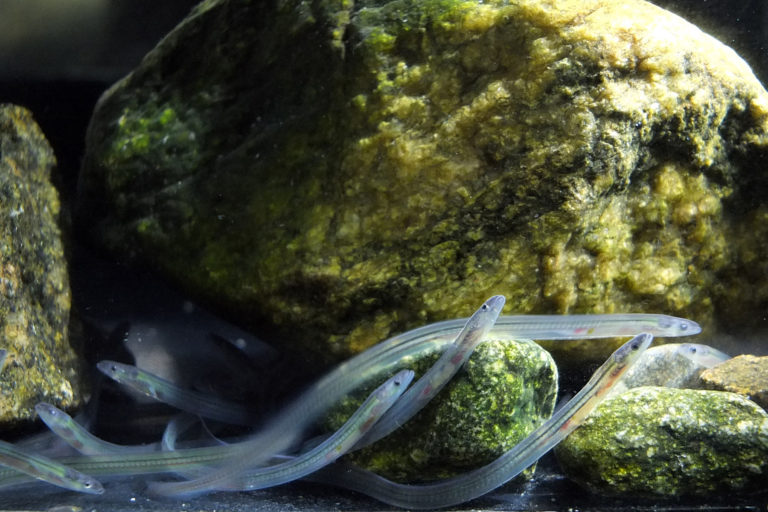 Glass eels are a juvenile form of the European eel (Anguilla anguilla), a species that undergoes an incredible 10,000 kilometer (6,200 mile) migration. Photo courtesy of Alessandro Cresci.