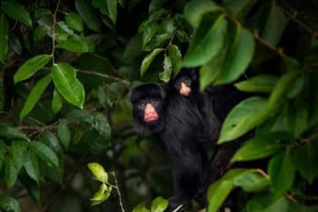 A white-nosed saki (Chiropotes albinasus) in the Amazon rainforest canopy. Climate change will shrink the habitat of these endangered primates and deforestation may limit their ability to find new homes, a new study reports. Photo by João Paulo Krajewski.
