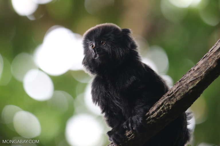 Goeldi’s monkeys (Callimico goeldii) are among the primates that will lose a large amount of habitat without policy intervention. Photo by Rhett A. Butler