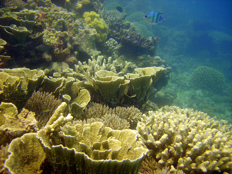 Rising sea levels could weaken coral reefs' protective influence