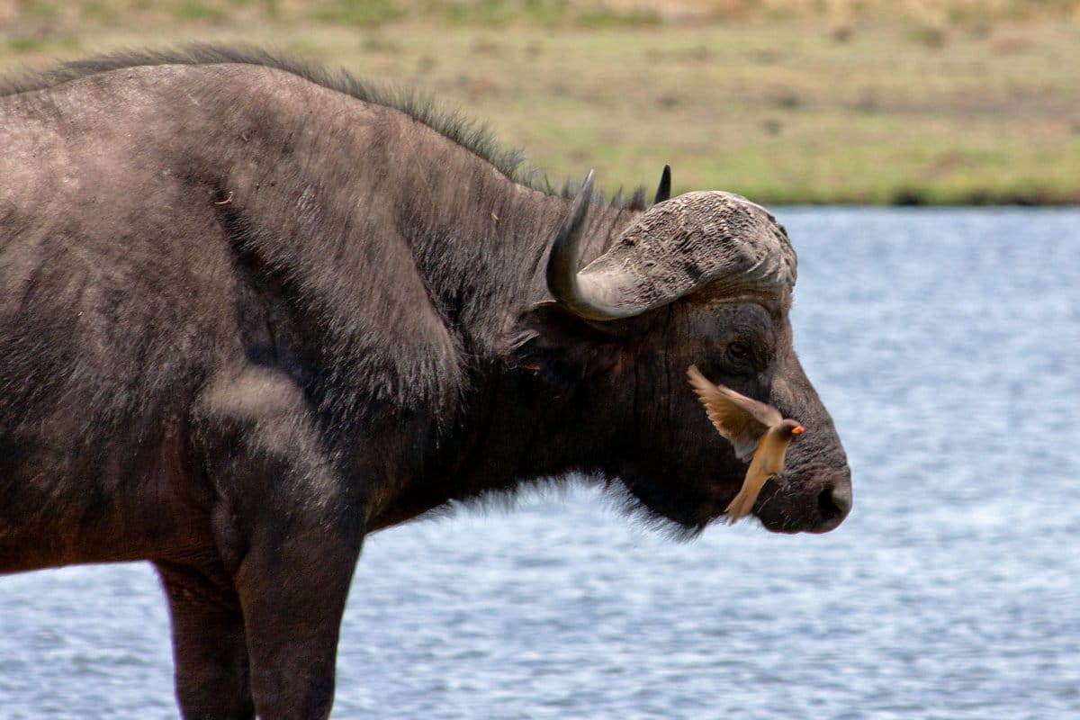 Cape buffalo, Kasane, Botswana. Image by Federico Moroni via Flickr (CC BY-NC 2.0)