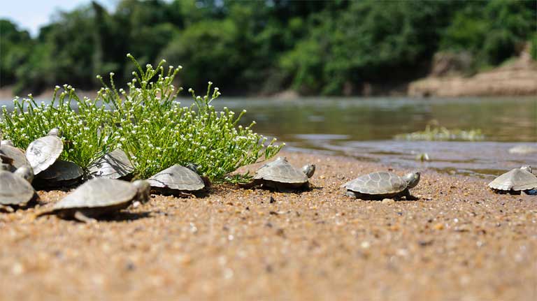 World Turtle Day: Important conservation wins amid turtle…